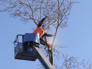 Why Winter Tree Trimming is key - Arboprscape Denver Tree Service blog