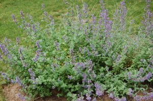 image of Catmint nepeta in bloom