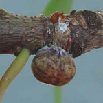 Kermes scale insects on oak twig