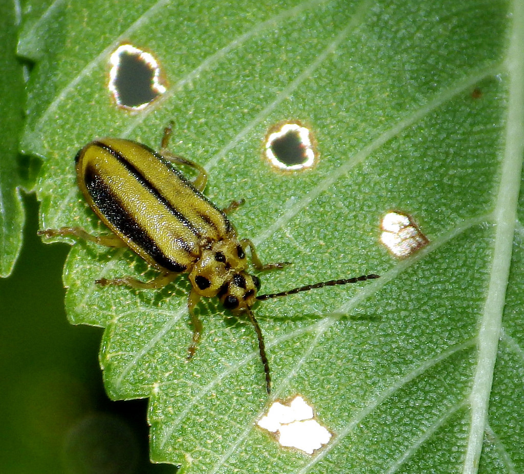 Elm Leaf Beetle Treatment - ArborScape Denver Tree Service blog