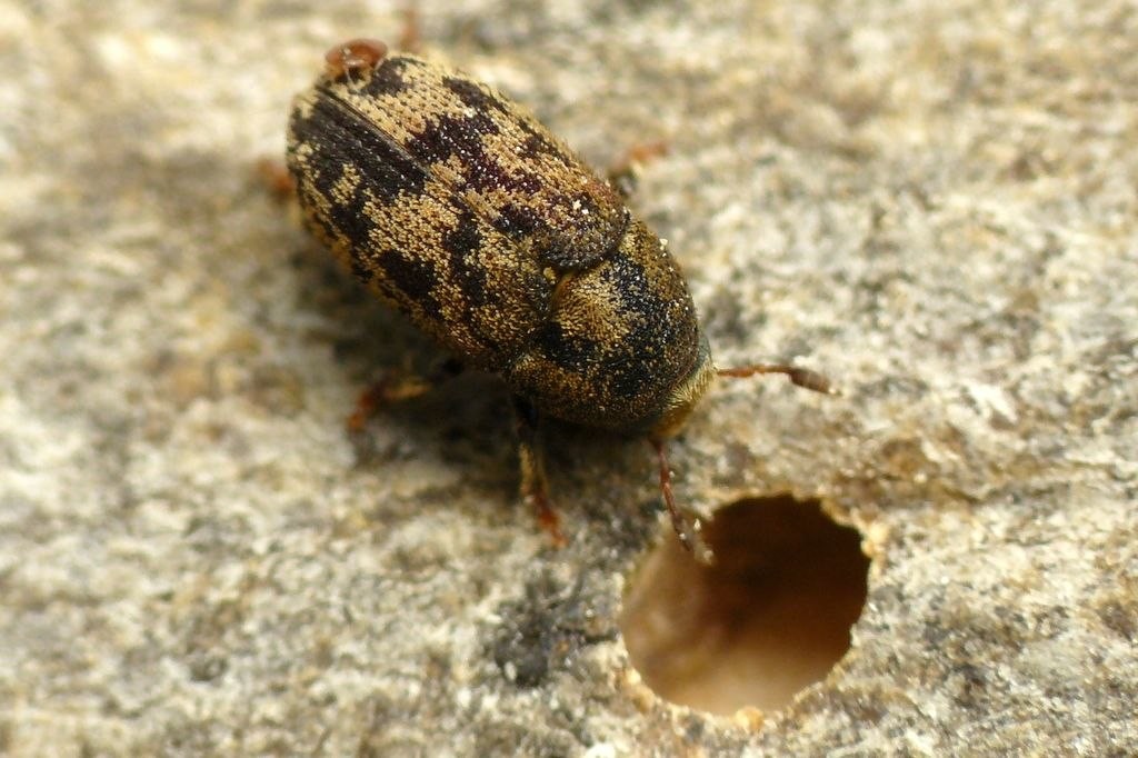 Hylesinus Varius Wwalas (Ash Bark Beetle)