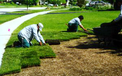 Landscaping Lawn Installation