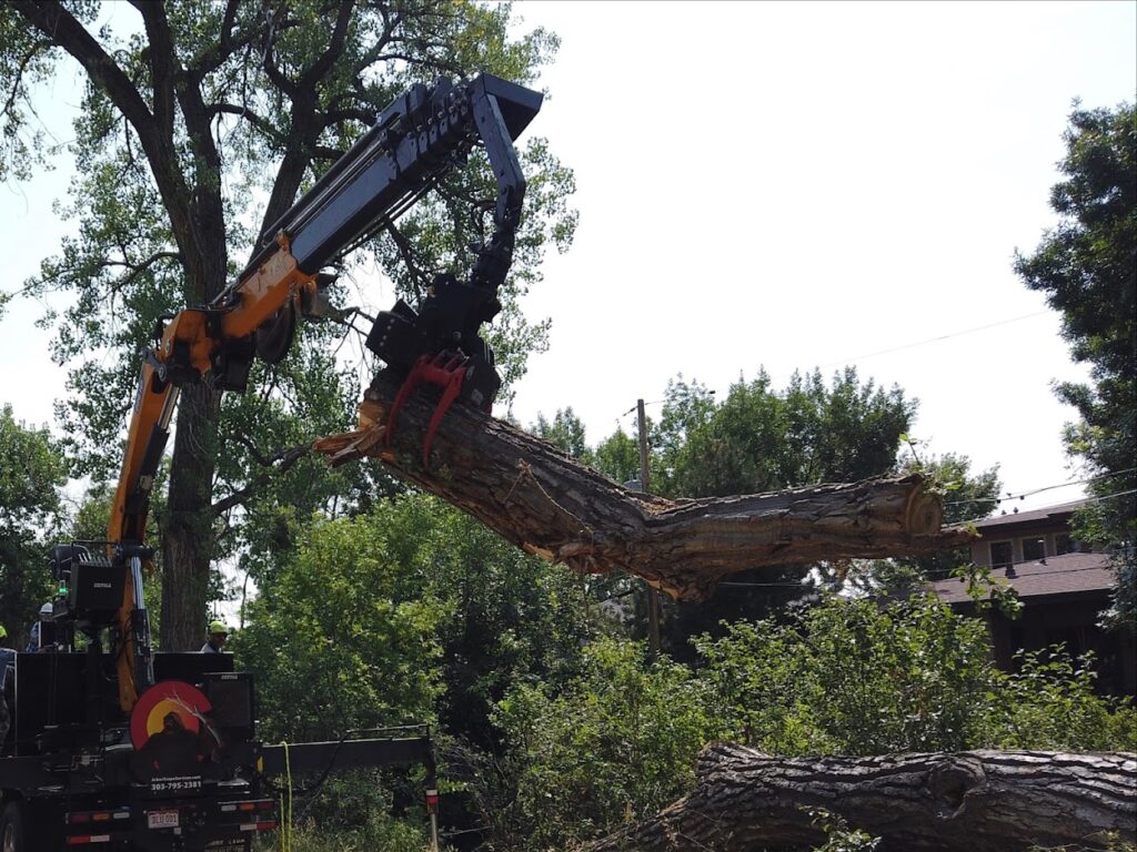 ArborScape tree removal